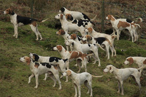Fell foxhounds by Betty Fold Gallery